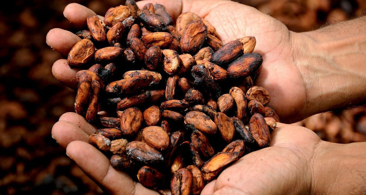 Comment choisir sa poudre de cacao : guide qualité et bienfaits