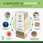 Infographie des bienfaits de l’infusion de fenugrec bio Bioptimal. Contribue à l'appétit. Soutient le système immunitaire. Aide à maîtriser le cholestérol. Contribue au taux normal de glucose. Aide à favoriser la digestion. Soutient la production et la récupération de lait après l'accouchement.
