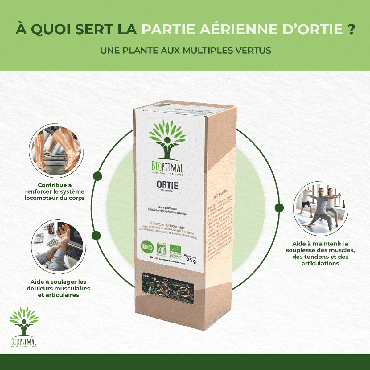 Les bienfaits de l'ortie piquante:
Contribue à renforcer le système locomoteur du corps, aide à soulager les douleurs musculaires et articulaires, aide à maintenir la souplesse des muscles, des tendons et des articulations.