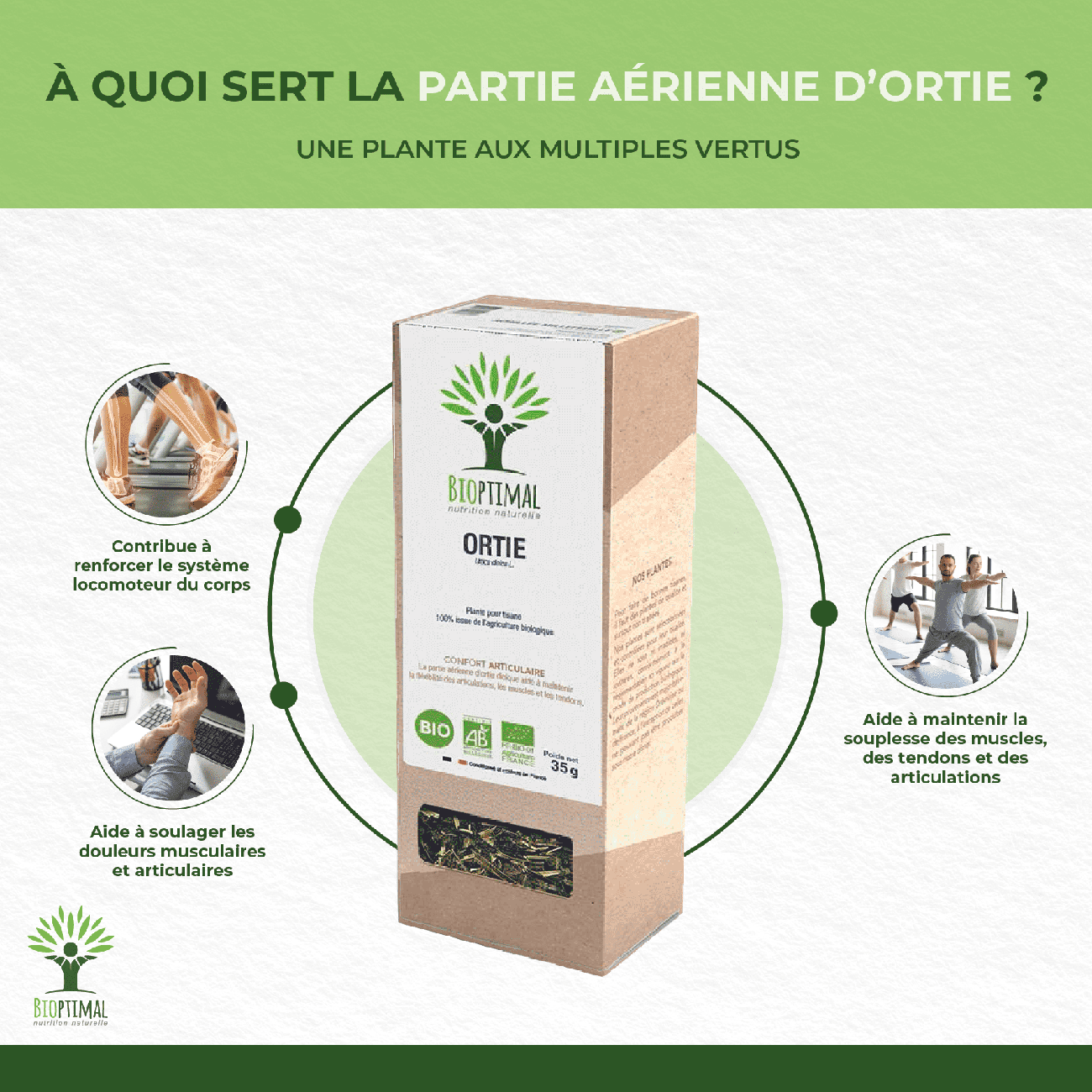 Les bienfaits de l'ortie piquante:
Contribue à renforcer le système locomoteur du corps, aide à soulager les douleurs musculaires et articulaires, aide à maintenir la souplesse des muscles, des tendons et des articulations.