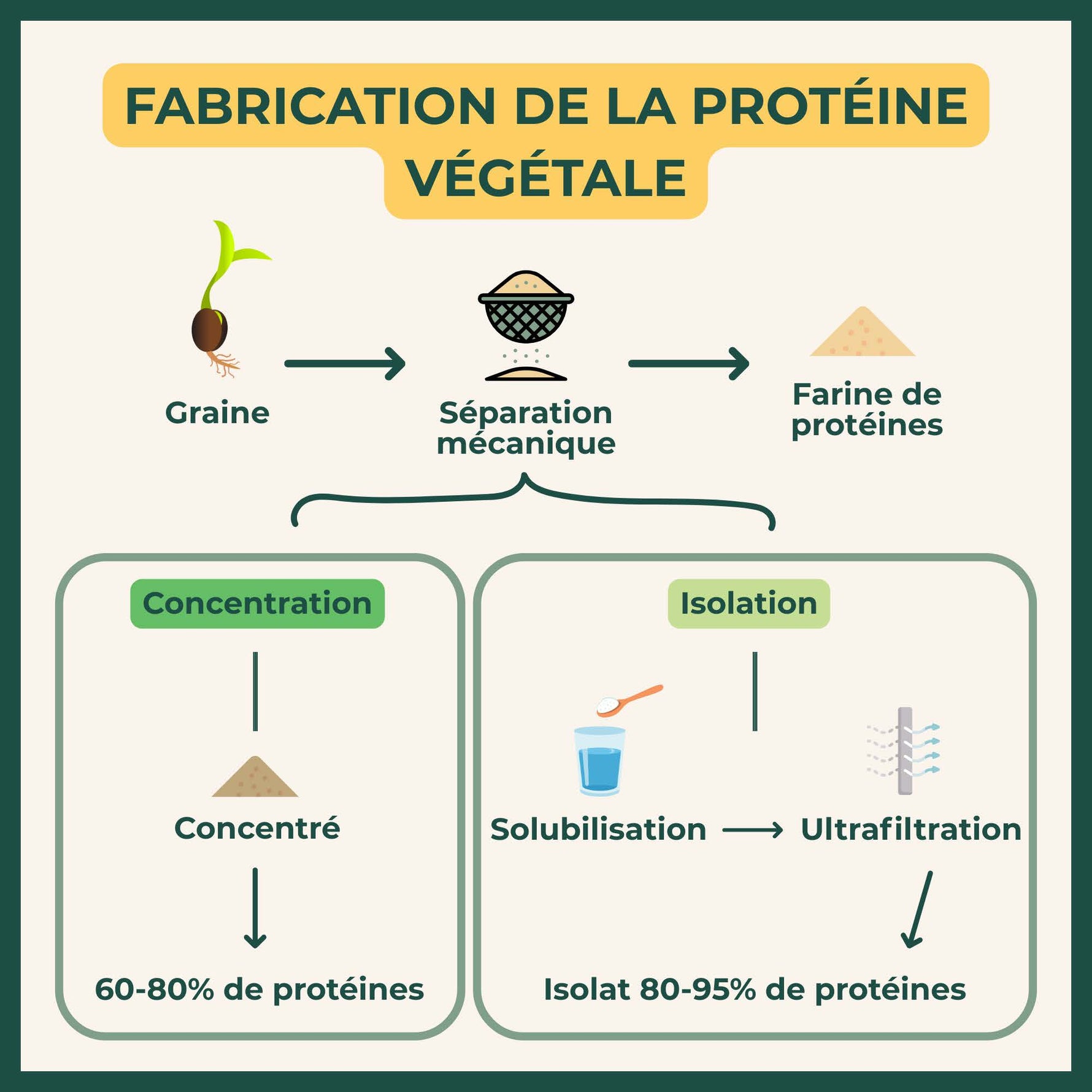 Infographie sur la fabrication de la protéine végétale. Graine. Séparation mécanique. Farine de protéines. Concentré : 60/80% de protéines. Isolation - Solubilisation - Ultrafiltration : Isolat 80/95% de protéines. 