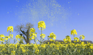 allergie aux pollens