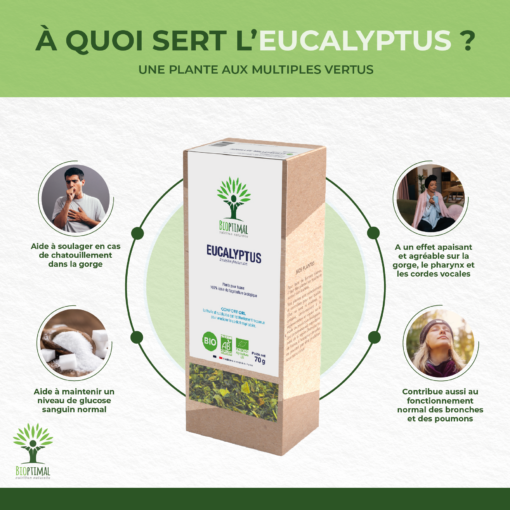 Eucalyptus - Infusion bio - Santé respiratoire Glycémie - 100% feuille d’eucalyptus - Conditionné en France - Certifié par Ecocert